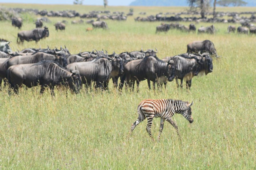 7 Days Classic Serengeti & Ngorongoro Safari